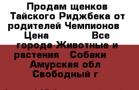 Продам щенков Тайского Риджбека от родителей Чемпионов › Цена ­ 30 000 - Все города Животные и растения » Собаки   . Амурская обл.,Свободный г.